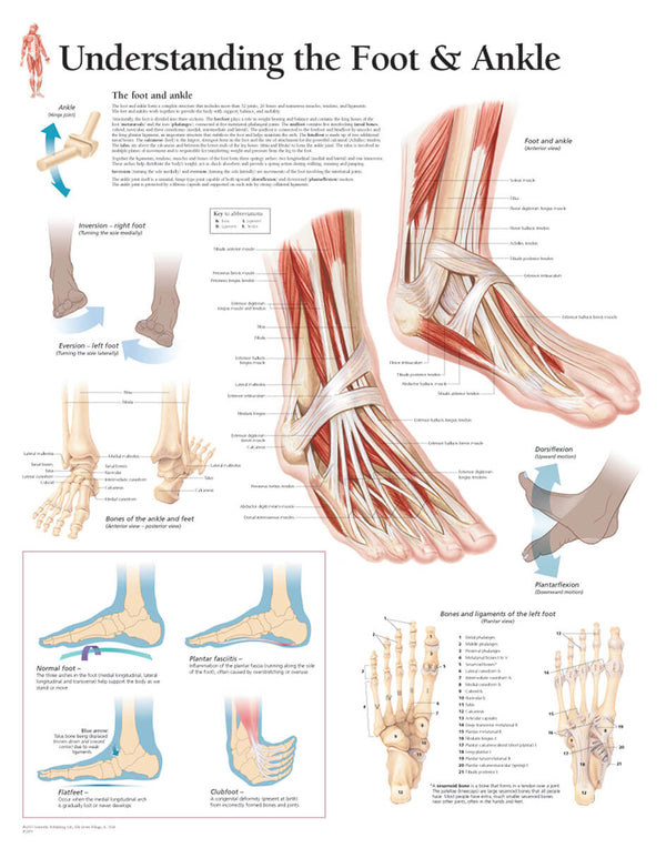 Anatomy of the Foot and Ankle 第三版　値段交渉可 Foot_AnkleWallChart_600x.jpg?v